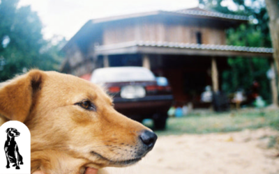 Ten Tips To Keep Your Car Clean With a Dog