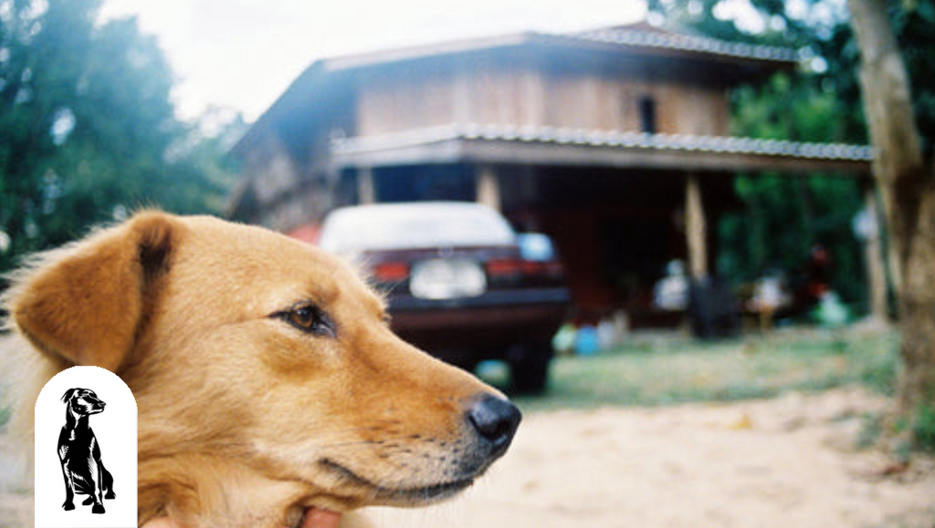 Ten Tips To Keep Your Car Clean With a Dog